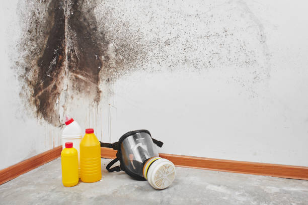 Best Attic Mold Removal  in Magna, UT