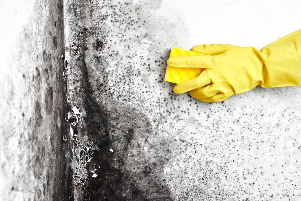 Best Mold Damage Repair  in Magna, UT