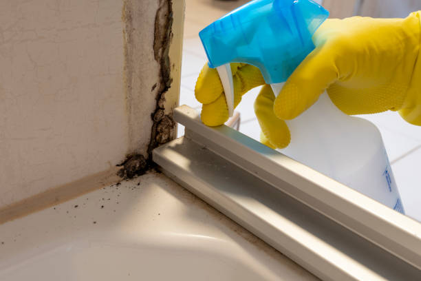 Best Commercial Mold Removal  in Magna, UT