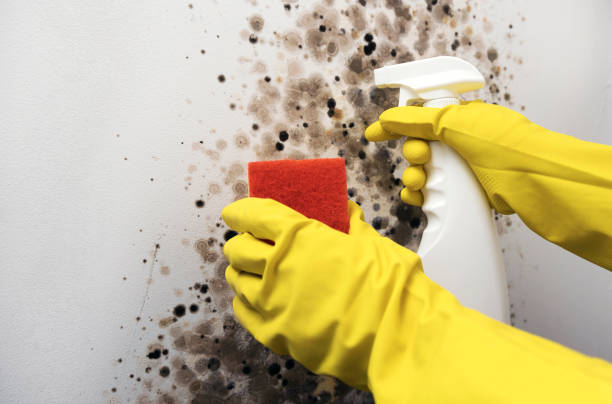 Home Mold Removal in Magna, UT